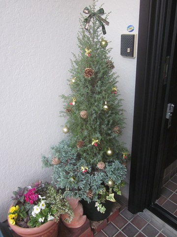 コニファーにクリスマスの飾り付け 猫と園芸