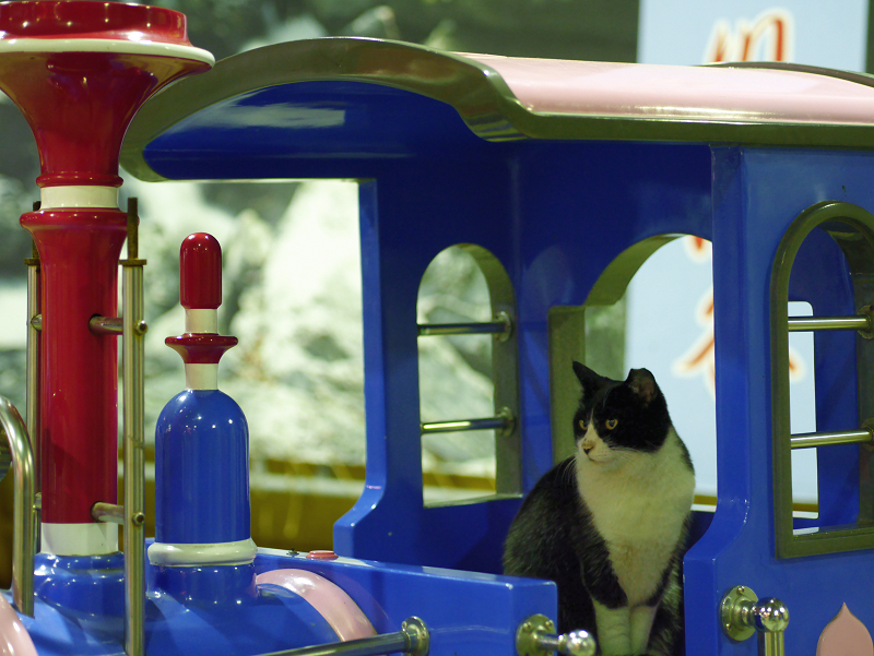 機関車と黒白猫1