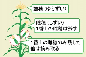 cultivation_n041-300x200.jpg