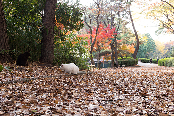 名城公園の猫